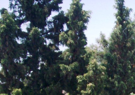 Cupressus sempervirens 'horizontalis'