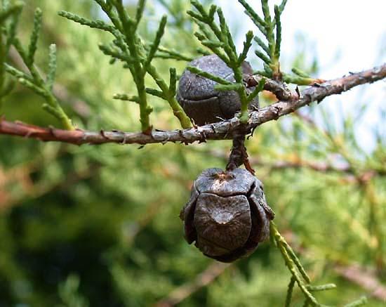 Cupressus macrocarpa