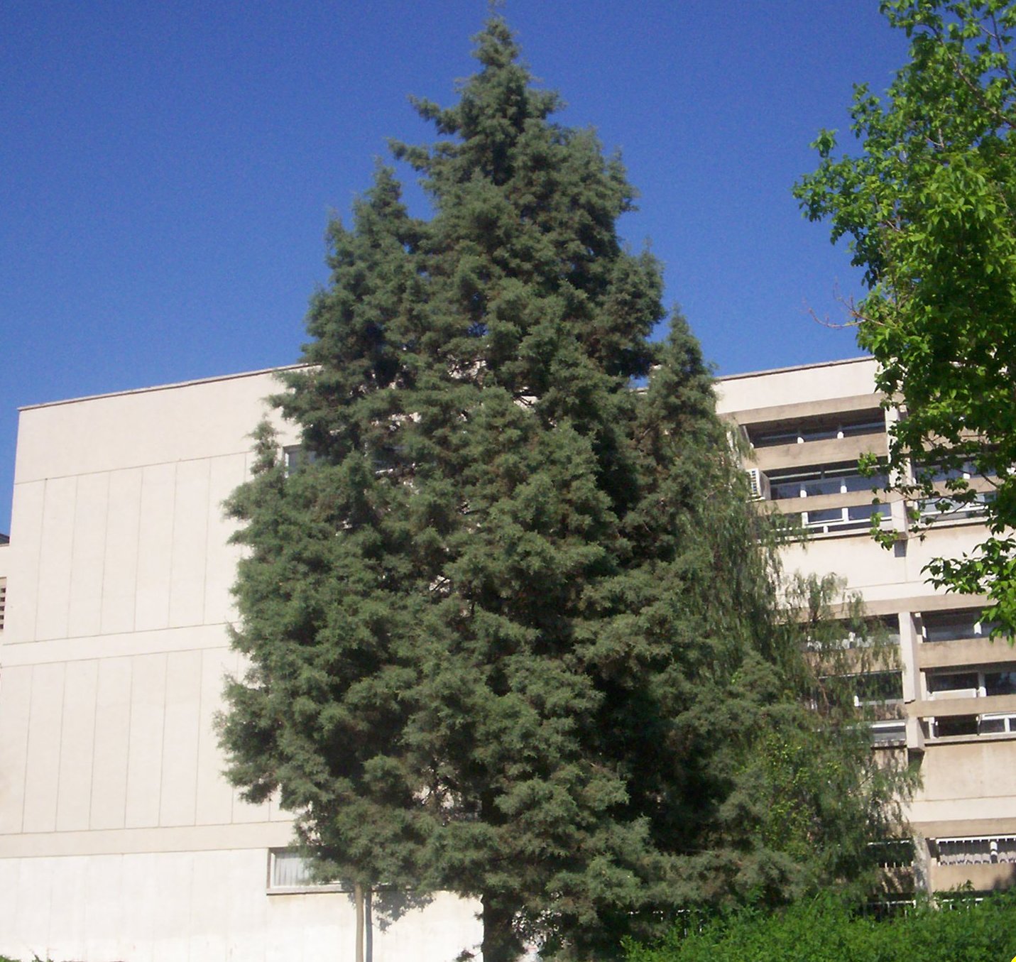 Cupressus arizonica
