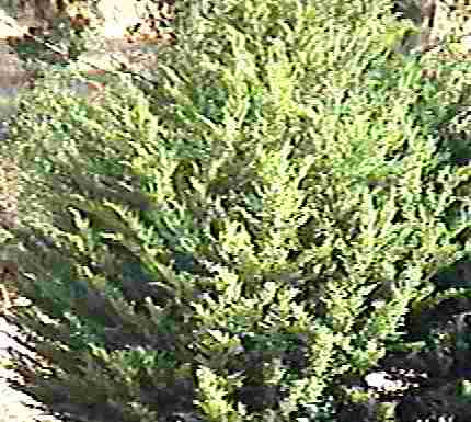 Cupressus goweniana