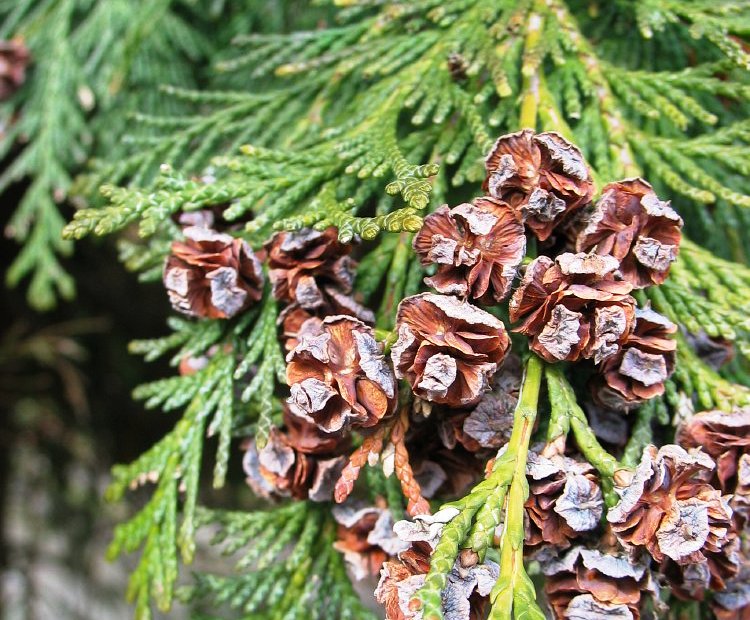Chamaecyparis lawsoniana