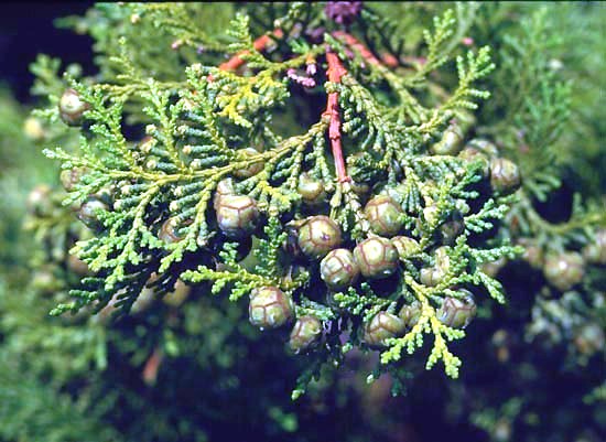 Chamaecyparis obtusa