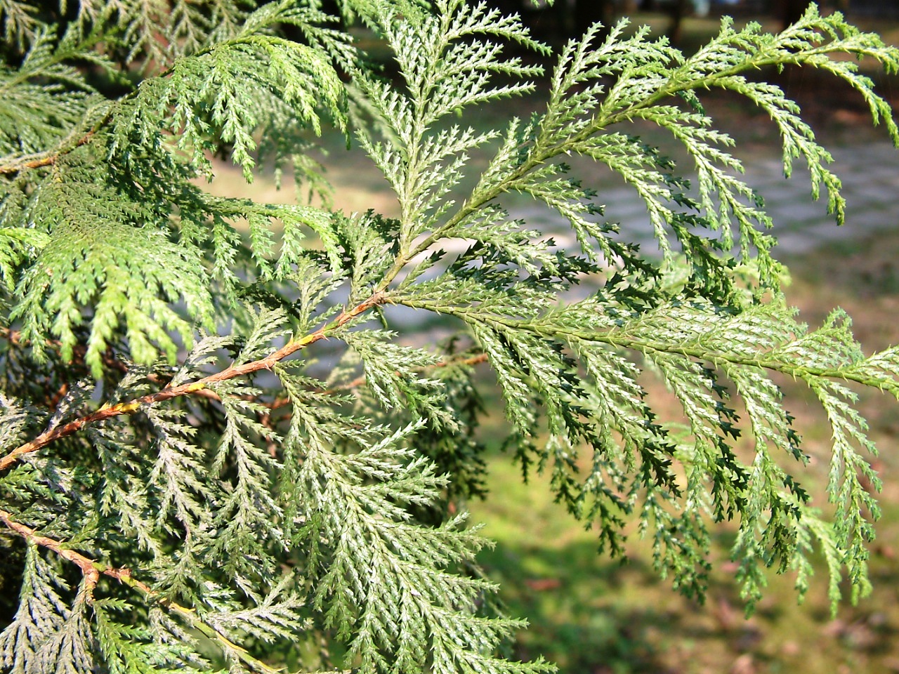 Chamaecyparis pisifera