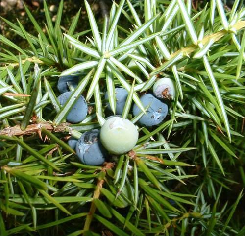Juniperus communis