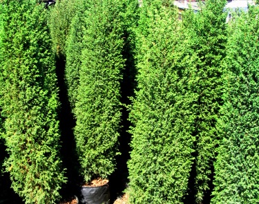 Juniperus communis 'hibernica'