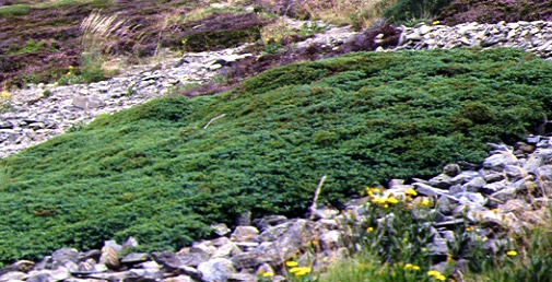 Juniperus communis 'nana'