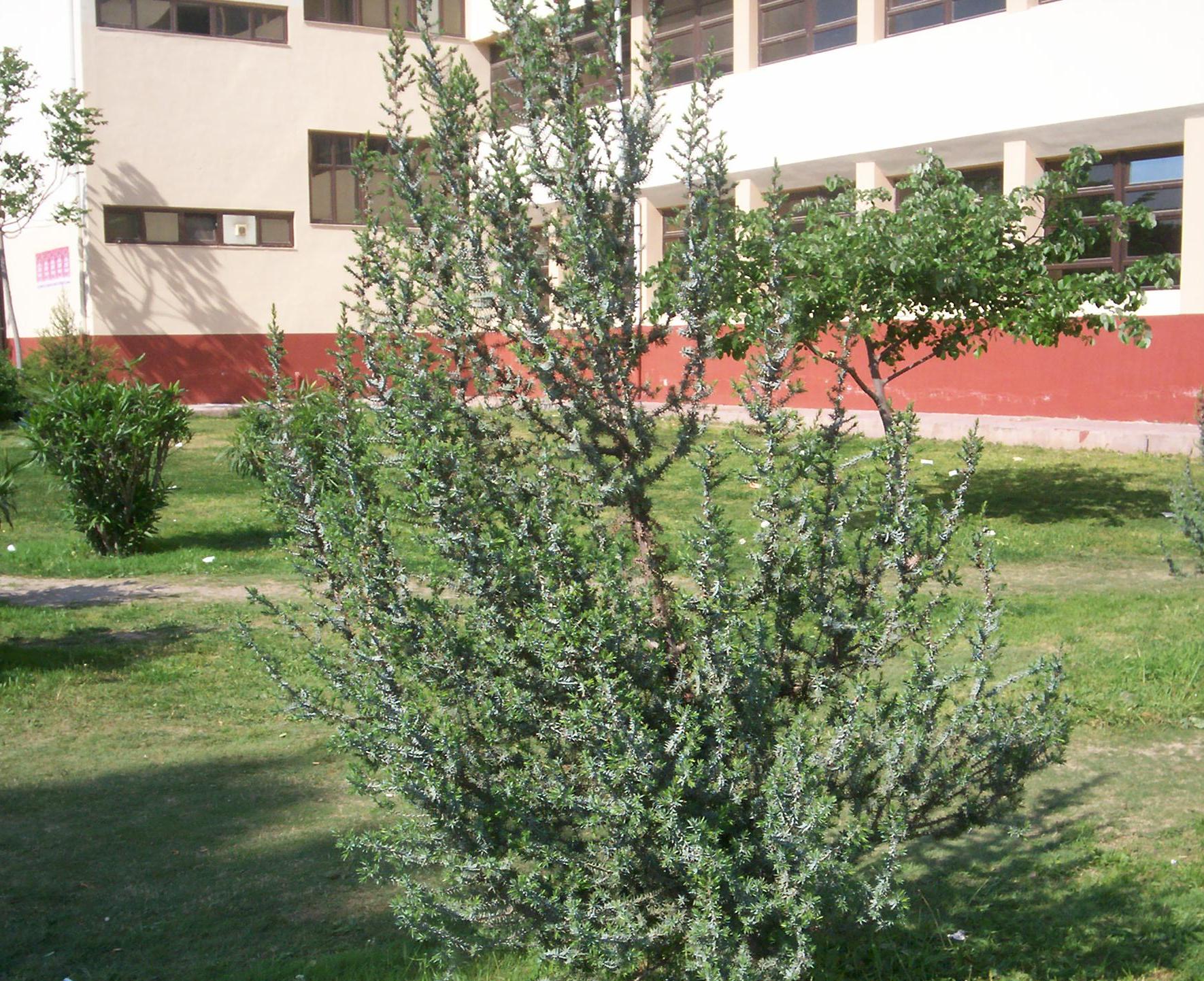Juniperus oxycedrus