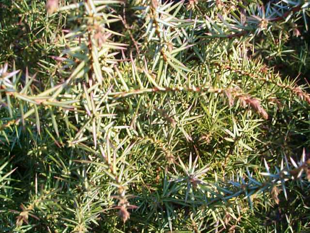 Juniperus oxycedrus 'oxycedrus'