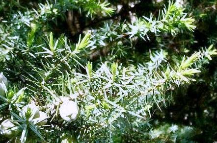 Juniperus oxycedrus 'macrocarpa'