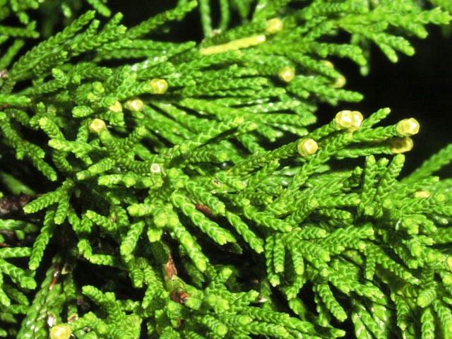 Juniperus virginiana