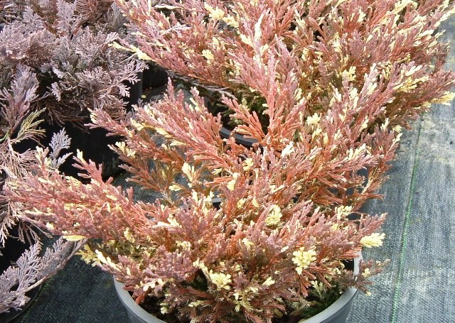 Juniperus horizontalis 'variegata'
