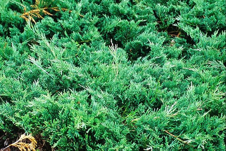 Juniperus horizontalis 'douglasii'