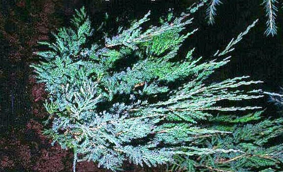 Juniperus horizontalis 'alpina'