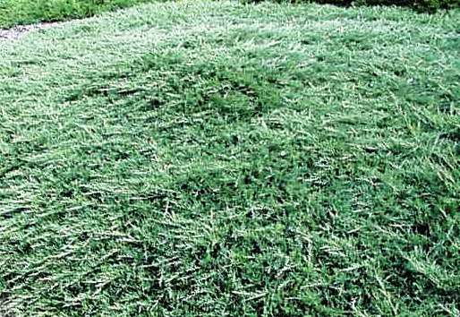 Juniperus horizontalis 'glomerata'