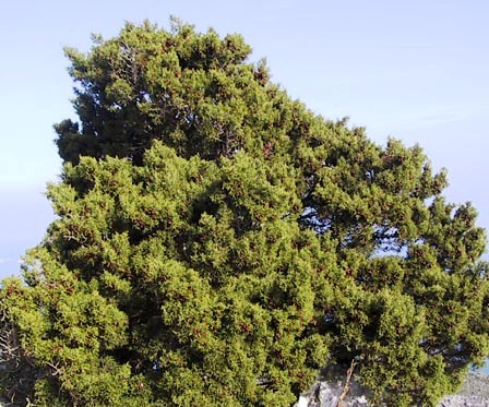 Juniperus phoenicea