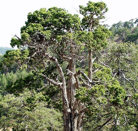 Juniperus foetidissima