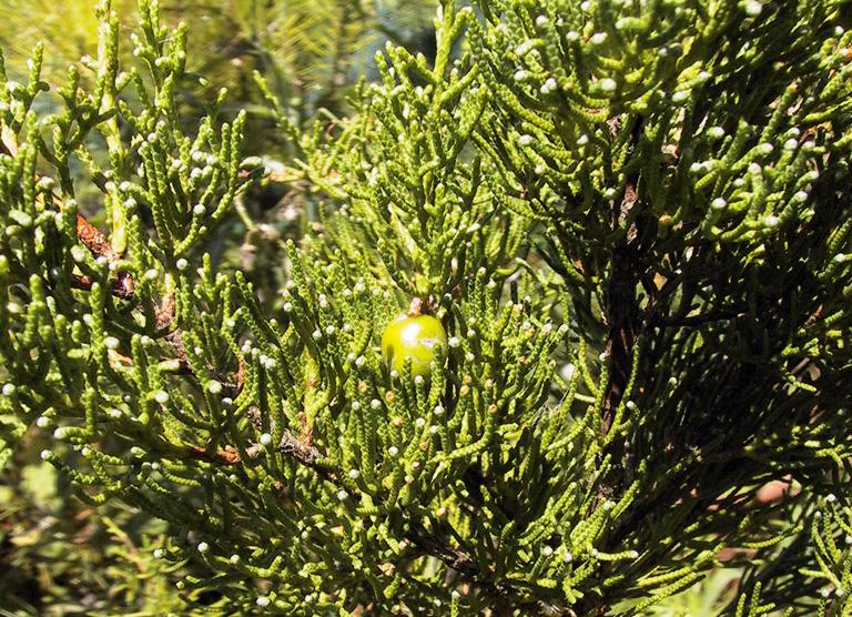 Juniperus excelsa