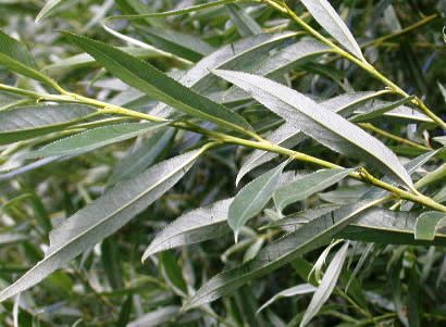 Salix fragilis