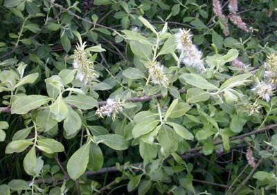 Salix cinerea