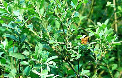 Salix cinerea 'medemii'