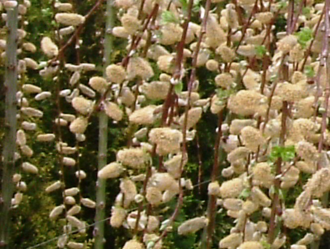Salix caprea