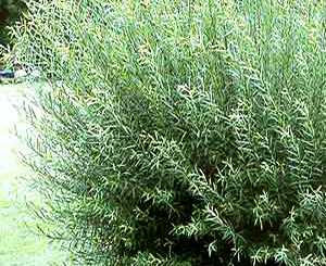 Salix purpurea