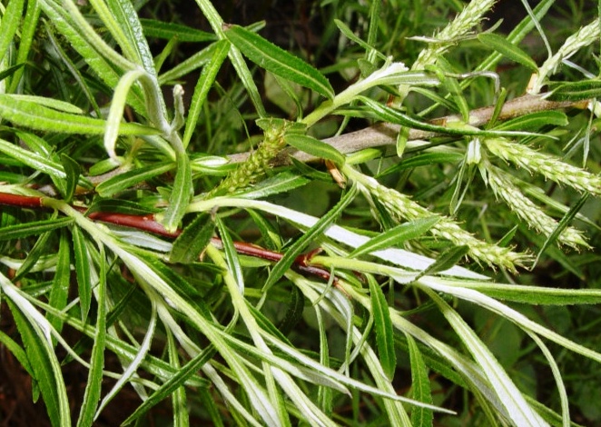 Salix elaeagnos
