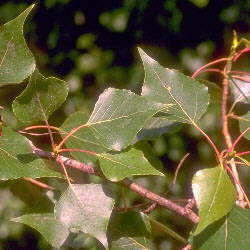 Populus nigra