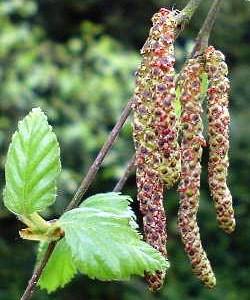 Betula alba