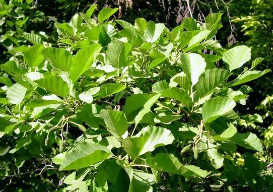 Alnus glutinosa