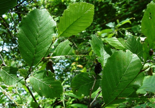 Alnus orientalis