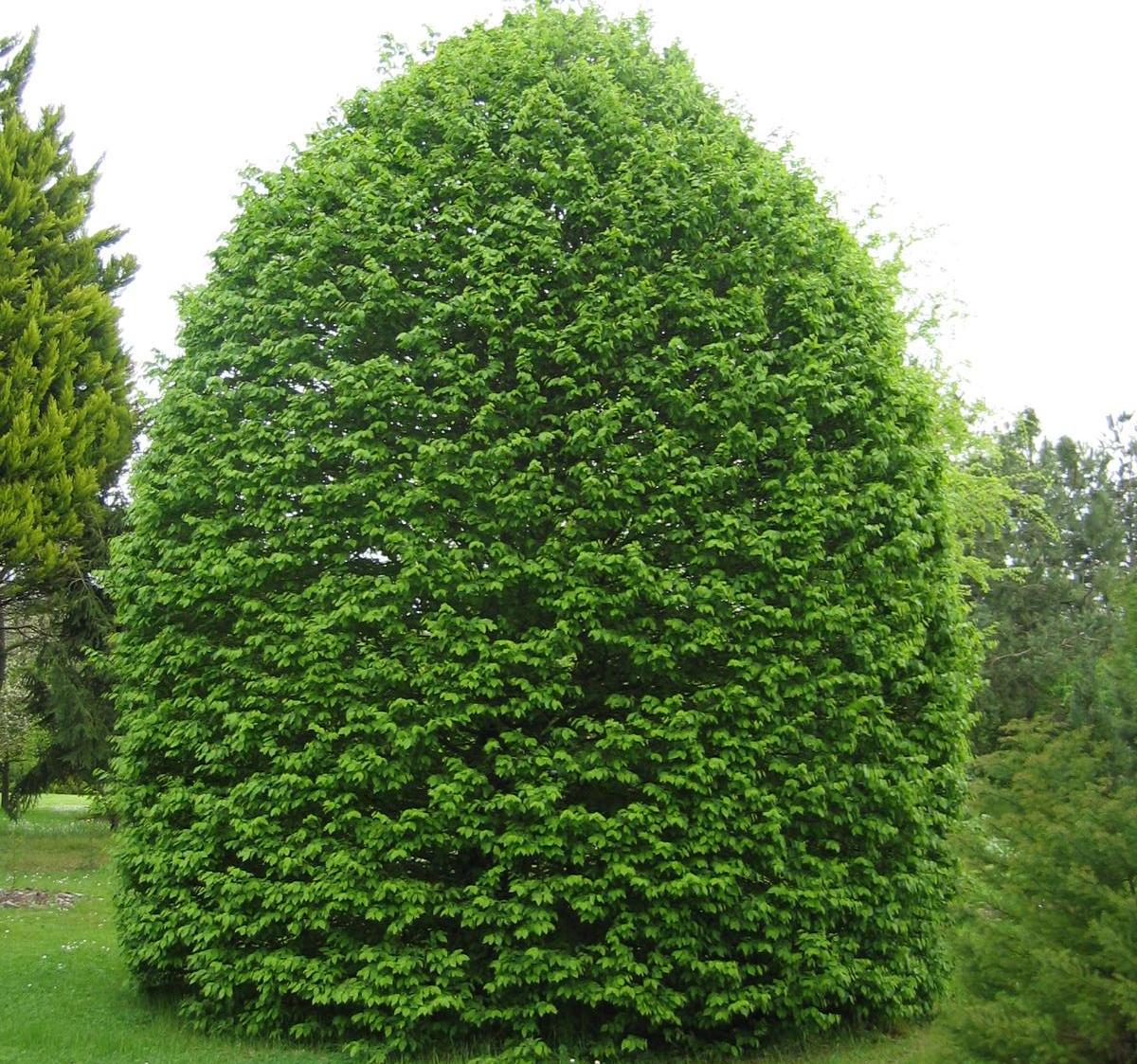 Carpinus betulus
