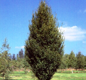 Carpinus betulus 'fastigiata'