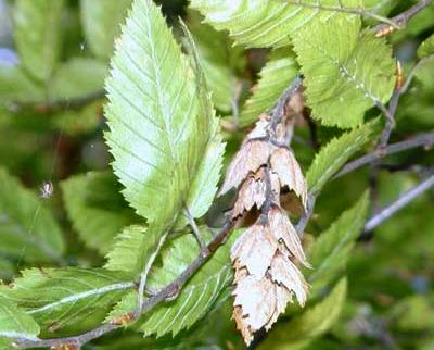 Carpinus orientalis