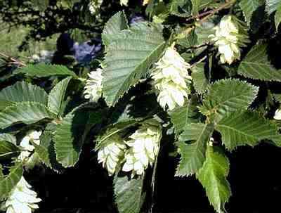Ostrya carpinifolia