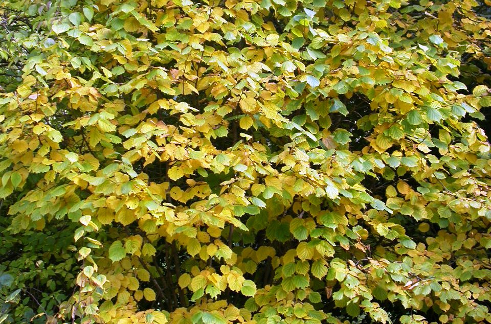 Corylus avellana