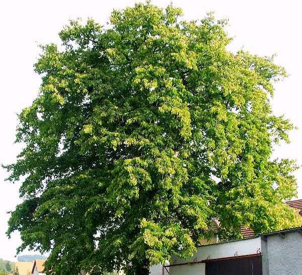 Corylus colurna