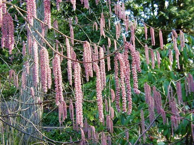 Corylus maxima