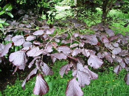 Corylus maxima 'Purpurea'