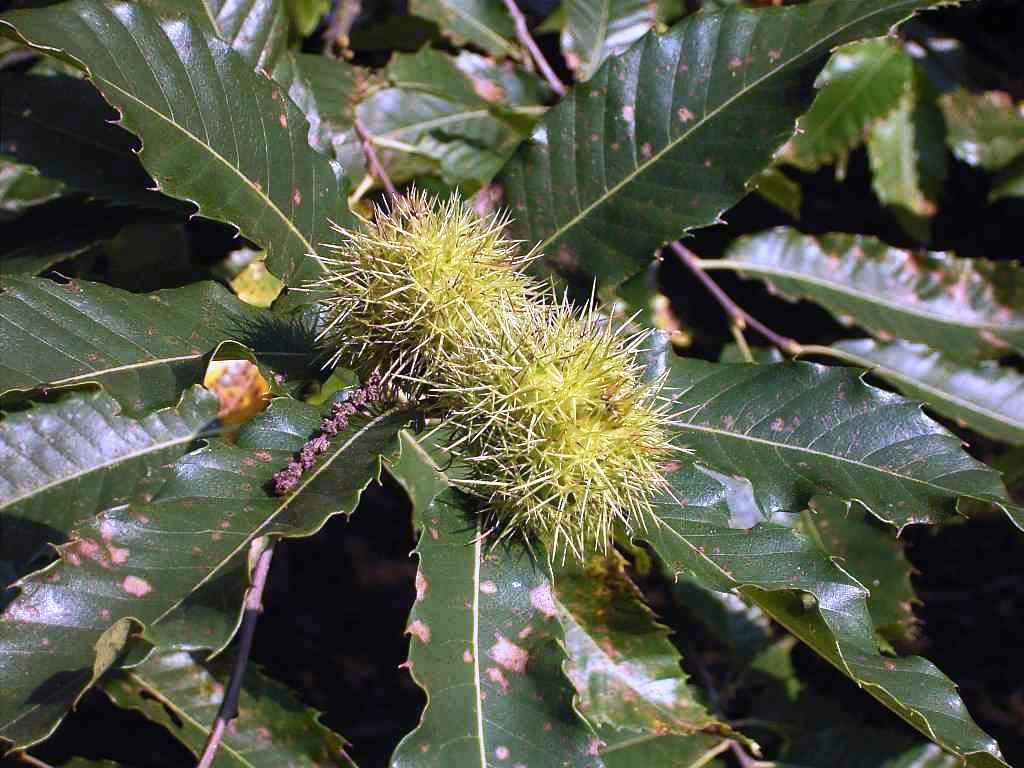 Castanea sativa