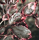 Fagus sylvatica 'tricolor'