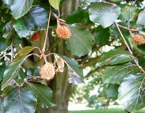 Fagus sylvatica 'atropunicea'