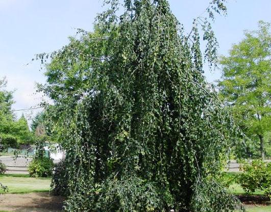 Fagus sylvatica 'pendula'