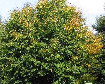 Fagus orientalis