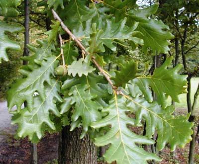 Quercus frainetto