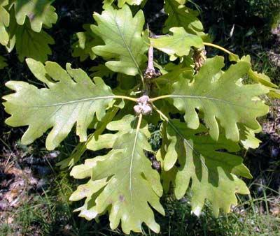 Quercus pubescens