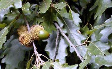 Quercus cerris