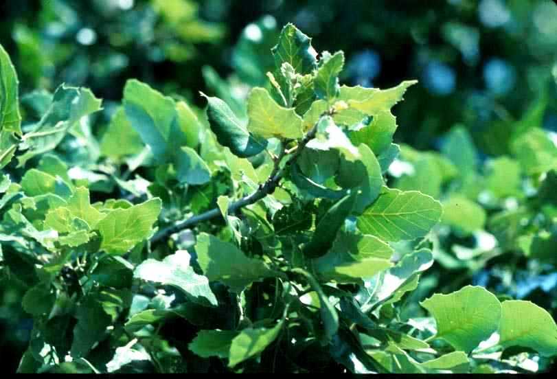 Quercus ithaburensis