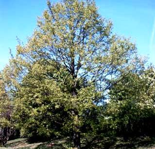 Quercus libani