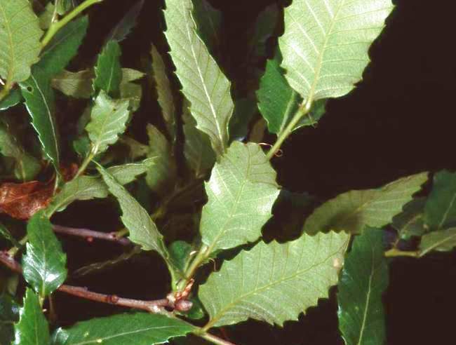 Quercus trojana